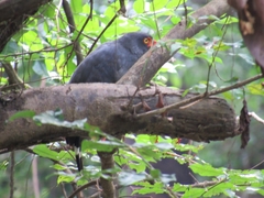 Buteogallus schistaceus