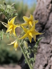 Solanum lycopersicum cerasiforme