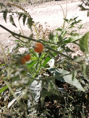 Solanum lycopersicum cerasiforme