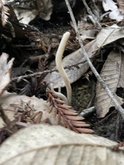 Clavaria falcata