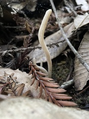 Clavaria falcata