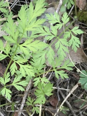Chaerophyllum tainturieri