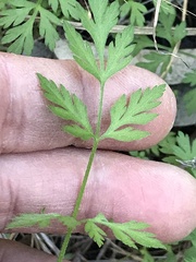 Chaerophyllum tainturieri