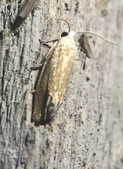 Eucosma floridana
