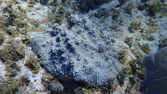 Pseudodiploria clivosa