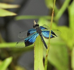 Rhyothemis resplendens