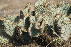 Opuntia basilaris treleasei