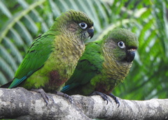 Pyrrhura frontalis