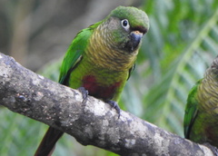 Pyrrhura frontalis