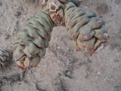 Tephrocactus articulatus