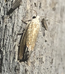 Eucosma floridana
