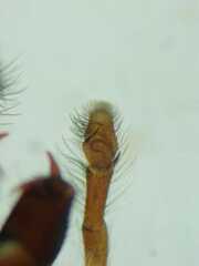 Pancorius dentichelis