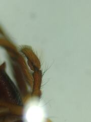 Pancorius dentichelis