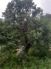 Barringtonia acutangula