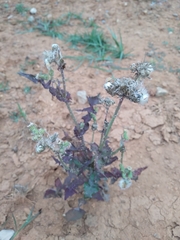 Melochia corchorifolia