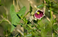 Philibertia gilliesii