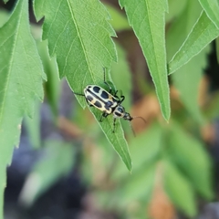 Astylus atromaculatus