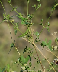 Philibertia gilliesii