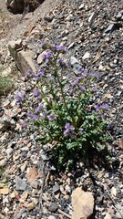 Phacelia glandulosa