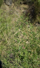 Philibertia gilliesii