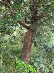 Barringtonia acutangula