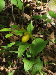 Cypripedium parviflorum pubescens