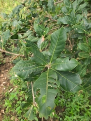 Barringtonia acutangula