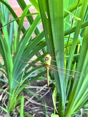 Anax speratus