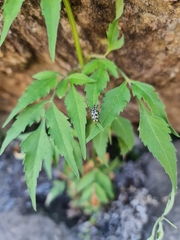Astylus atromaculatus