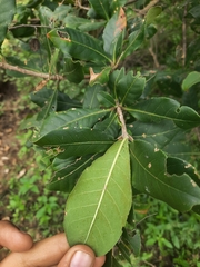 Barringtonia acutangula
