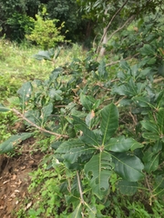 Barringtonia acutangula