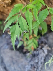 Astylus atromaculatus