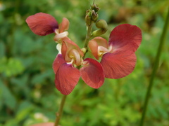 Macroptilium lathyroides