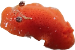 Rostanga arbutus