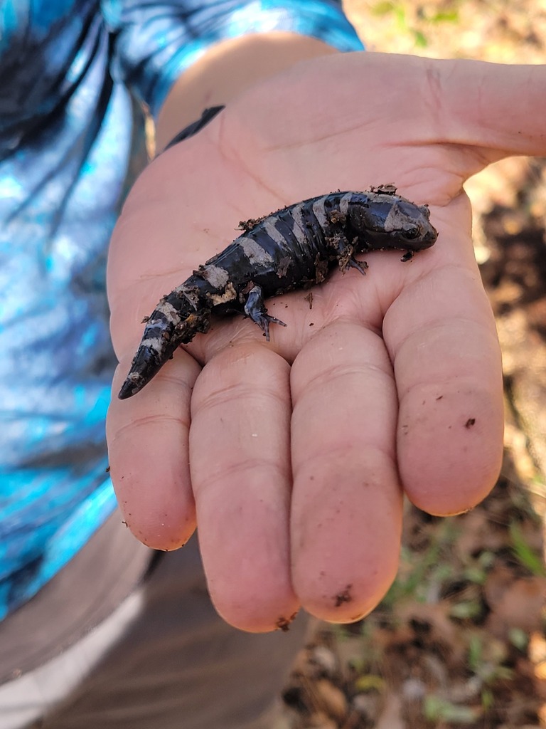 Marbled salamander from rapides parish la usa on march 16 2022 at 03