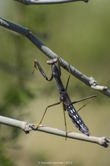 Coptopteryx gayi
