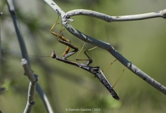 Coptopteryx gayi