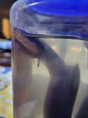 Amphiuma tridactylum