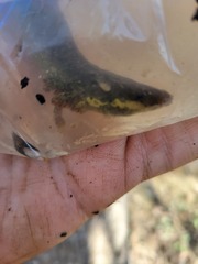 Siren intermedia