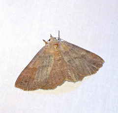 Ophyx eurrhoa