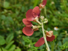 Macroptilium lathyroides