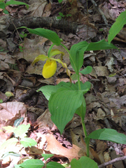 Cypripedium parviflorum pubescens