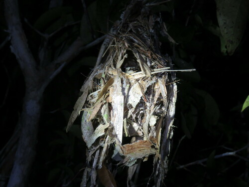 Short-tailed Pygmy Tyrant (Myiornis ecaudatus), photo 6