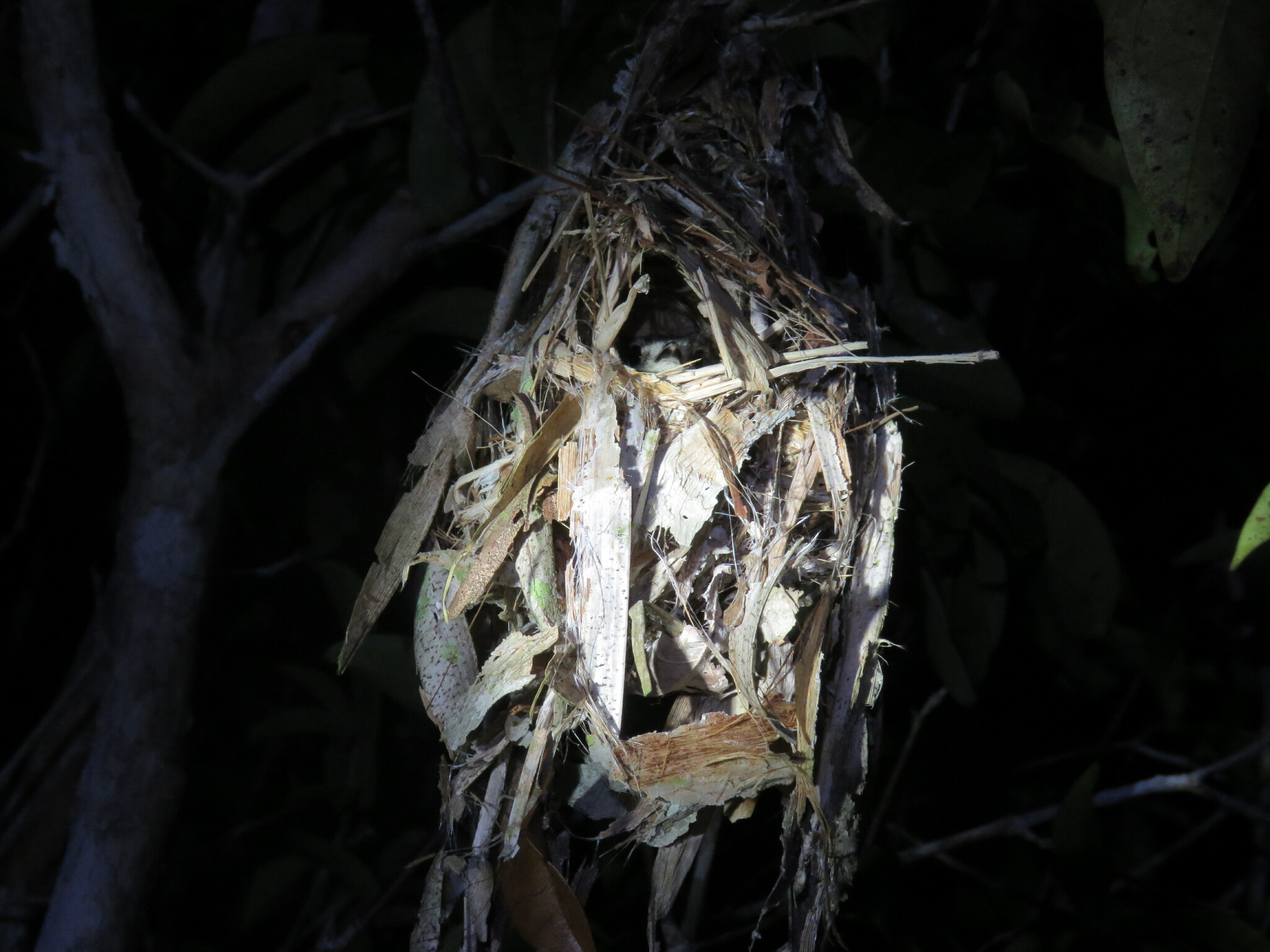 Short-tailed Pygmy Tyrant (Myiornis ecaudatus), photo 6