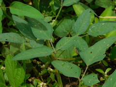 Macroptilium lathyroides