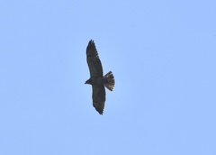 Geranoaetus albicaudatus