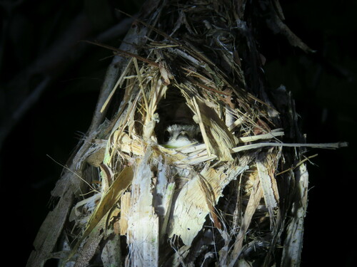 Short-tailed Pygmy Tyrant (Myiornis ecaudatus), photo 10