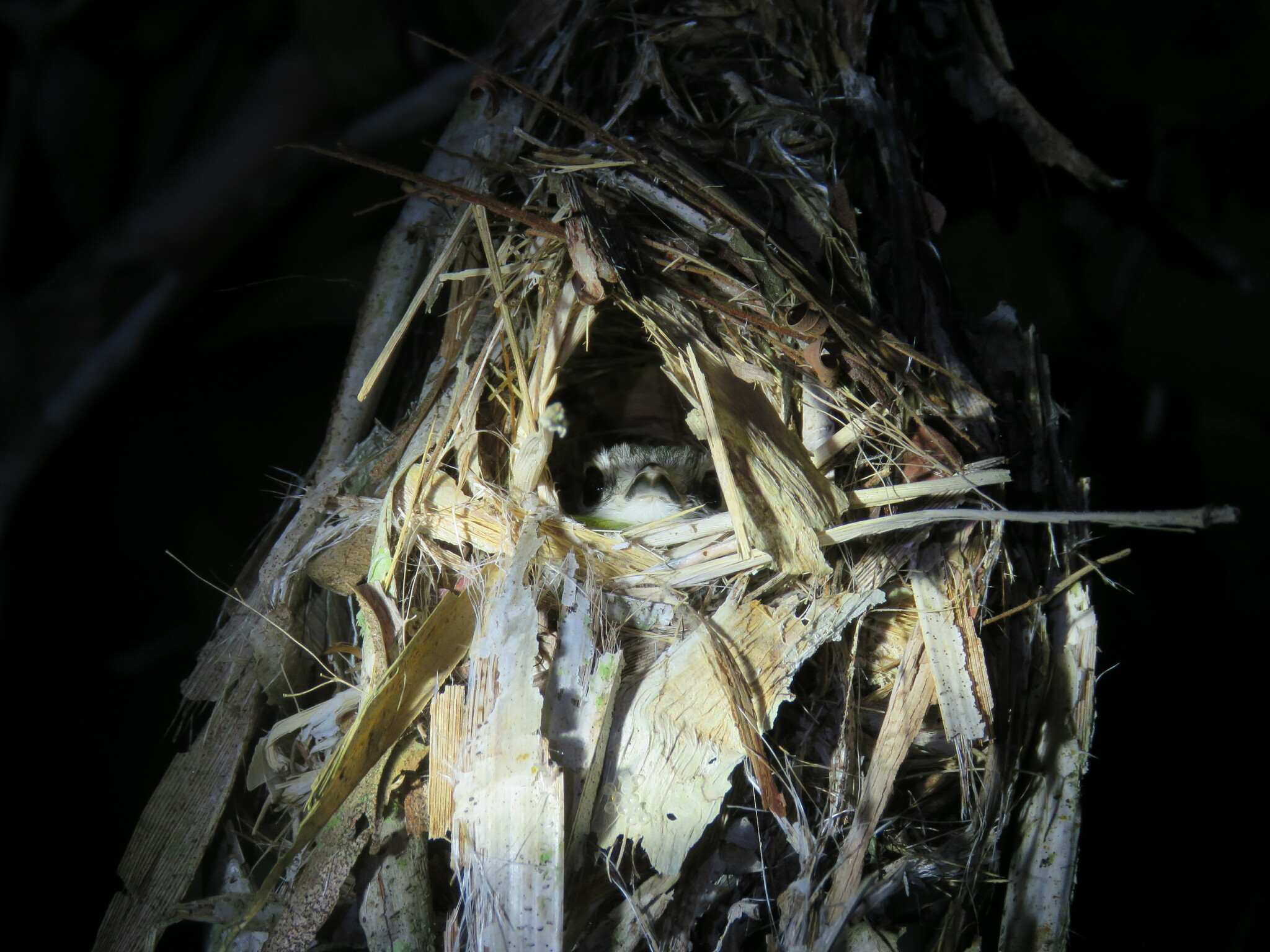 Short-tailed Pygmy Tyrant (Myiornis ecaudatus), photo 7