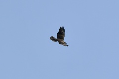 Geranoaetus albicaudatus