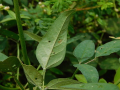 Macroptilium lathyroides